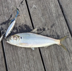 コノシロの釣果