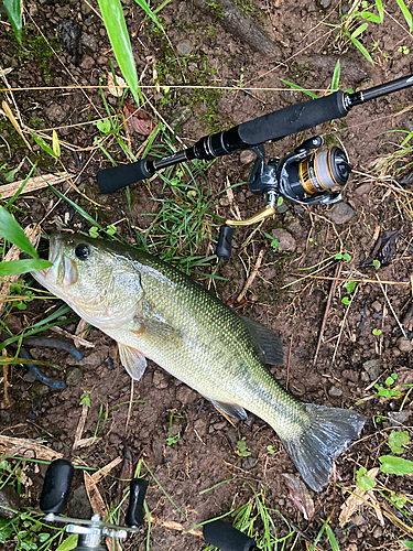 ラージマウスバスの釣果