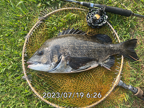 クロダイの釣果