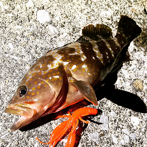 アコウの釣果