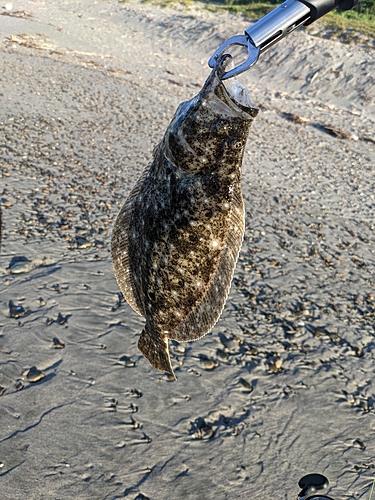 ソゲの釣果