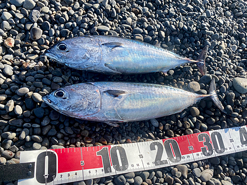 ソウダガツオの釣果