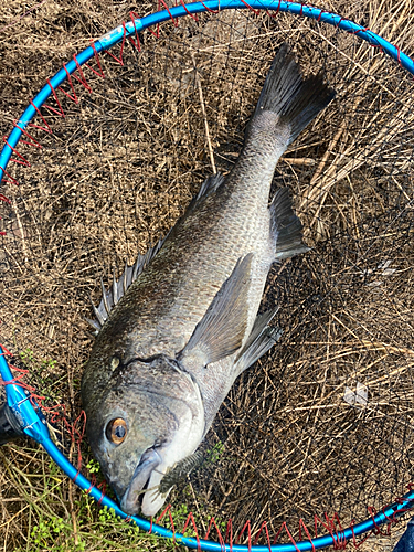 チヌの釣果