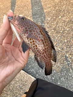 オオモンハタの釣果