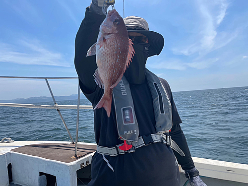 マダイの釣果