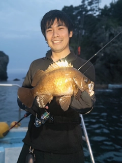 シロメバルの釣果