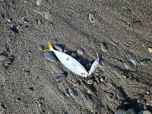 ワカシの釣果