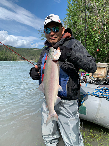 ベニザケの釣果