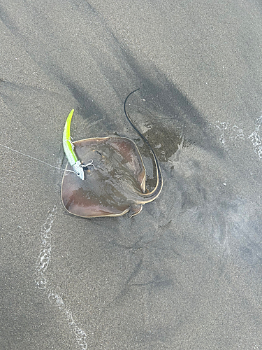 エイの釣果