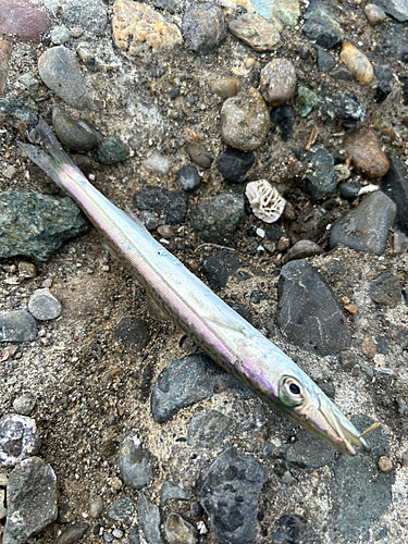 カマスの釣果