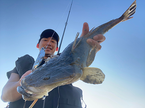 マゴチの釣果