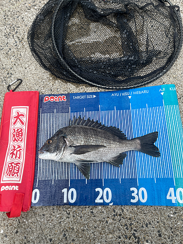 チヌの釣果