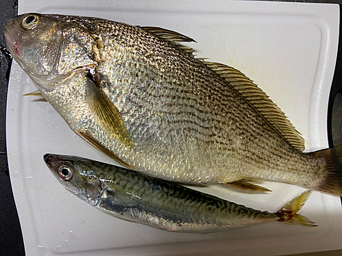 箱崎埠頭で釣れたシログチの釣り・釣果情報 - アングラーズ