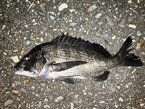 チヌの釣果