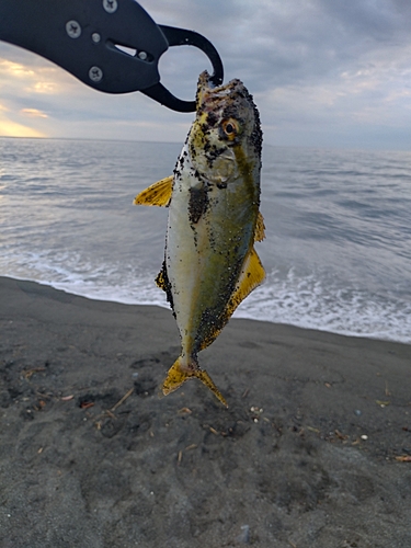 ショゴの釣果