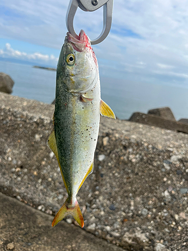 ツバイソの釣果