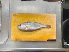 イシモチの釣果