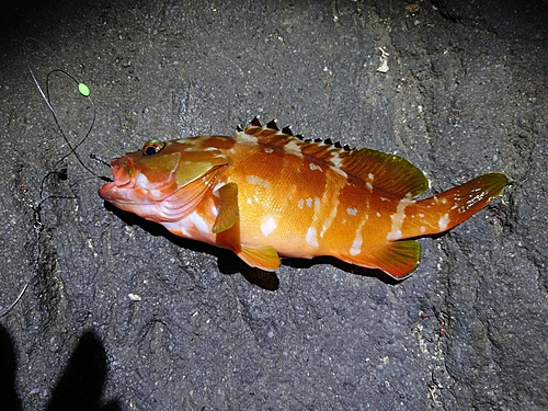 アカハタの釣果