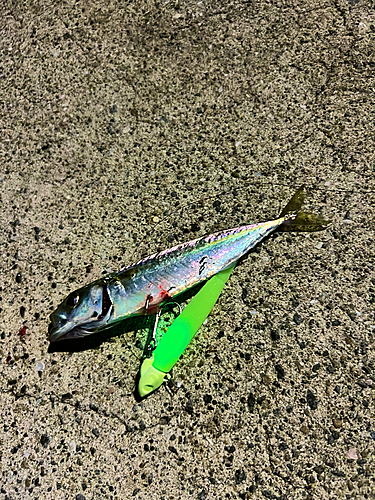 サバの釣果