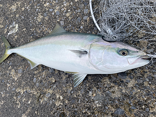 ワラサの釣果