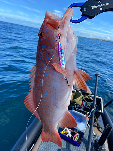 スジアラの釣果