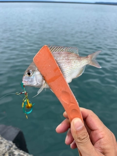 チャリコの釣果