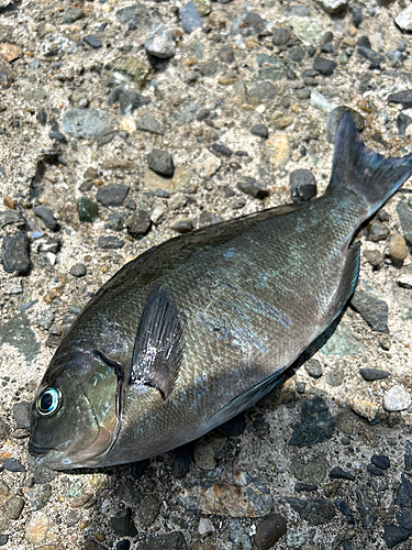 メジナの釣果