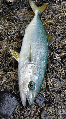 ワカシの釣果