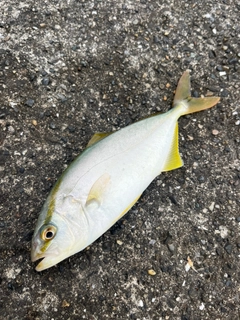 ショゴの釣果