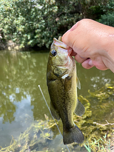 ラージマウスバスの釣果