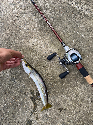 カマスの釣果