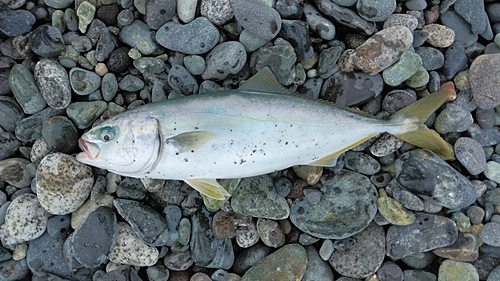 ワカシの釣果