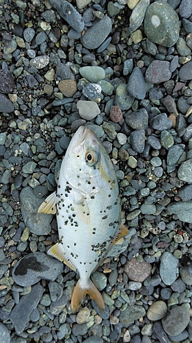 ショゴの釣果