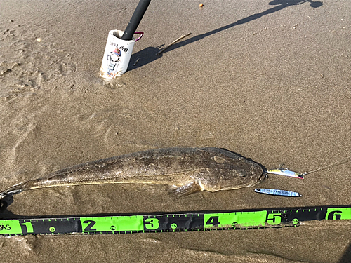 マゴチの釣果