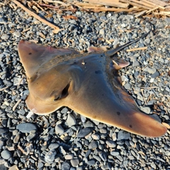 エイの釣果