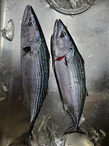 ハガツオの釣果