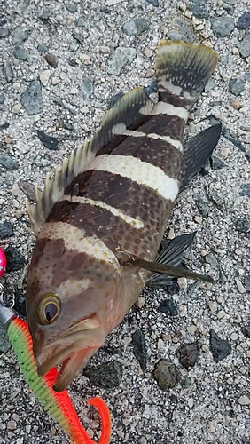 アオハタの釣果