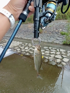 セイゴ（タイリクスズキ）の釣果