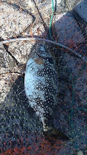 アイゴの釣果