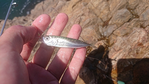 マサバの釣果