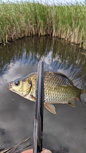 フナの釣果