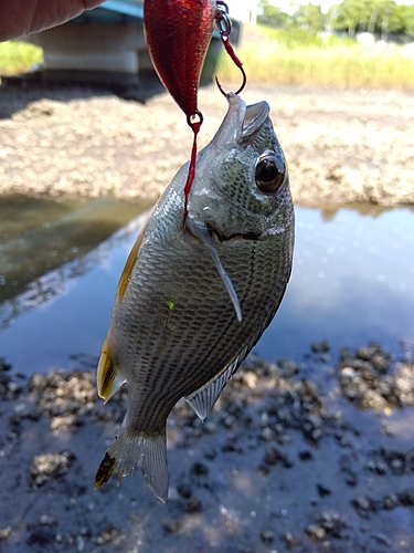 キビレの釣果