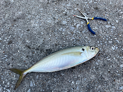 マルアジの釣果