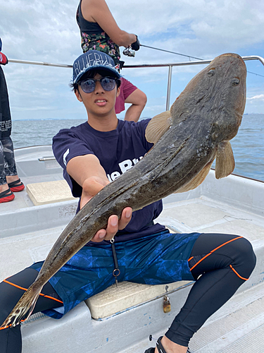 マゴチの釣果