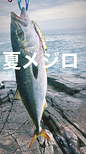 メジロの釣果