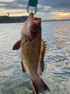 オオモンハタの釣果