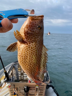 オオモンハタの釣果