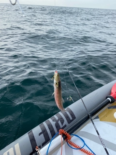 カマスの釣果