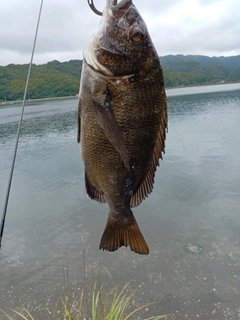 チヌの釣果