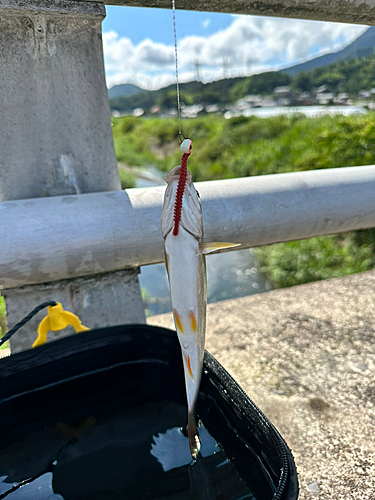 ウグイの釣果